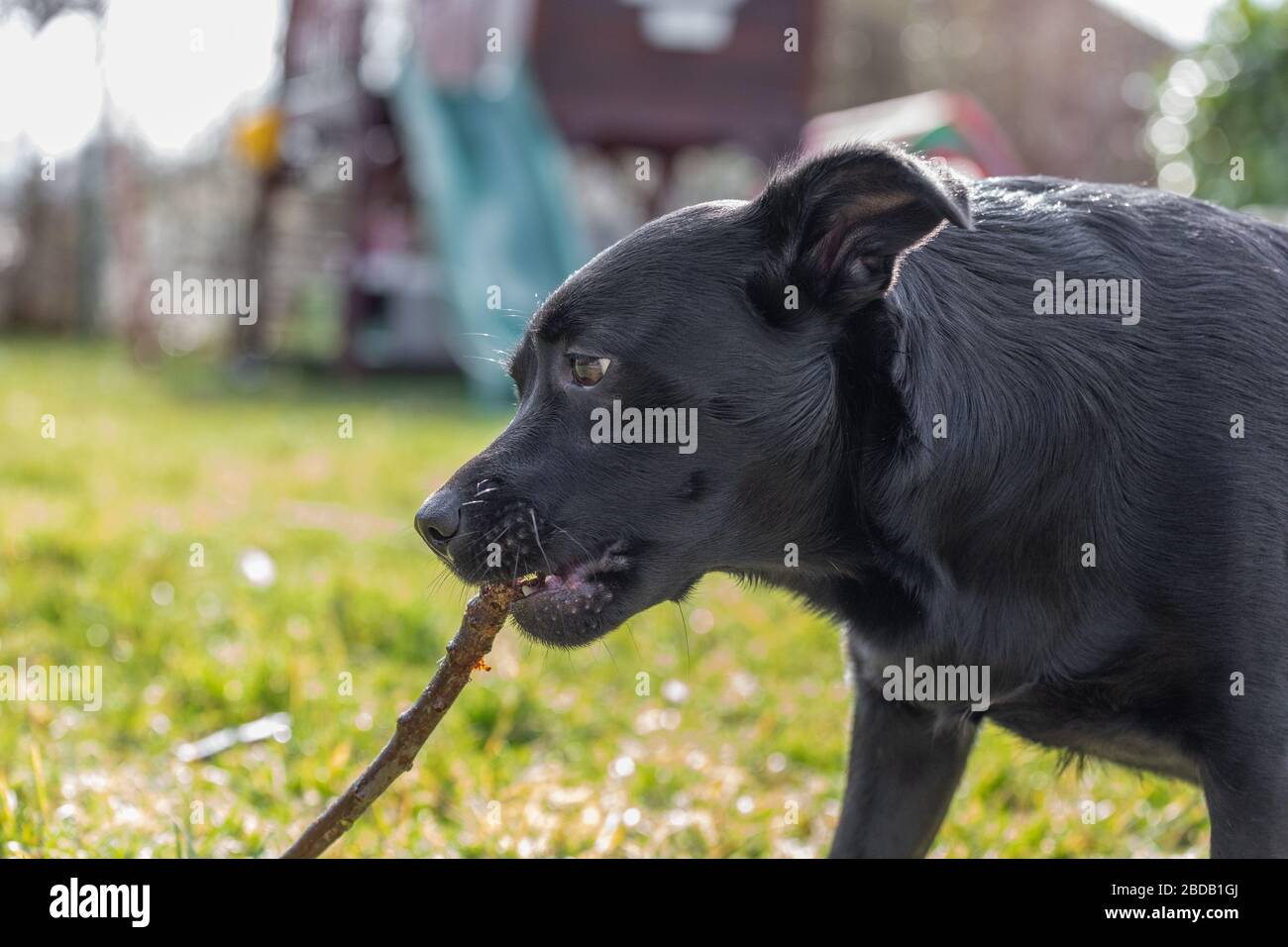 carino cane nero masticare un bastone Foto Stock