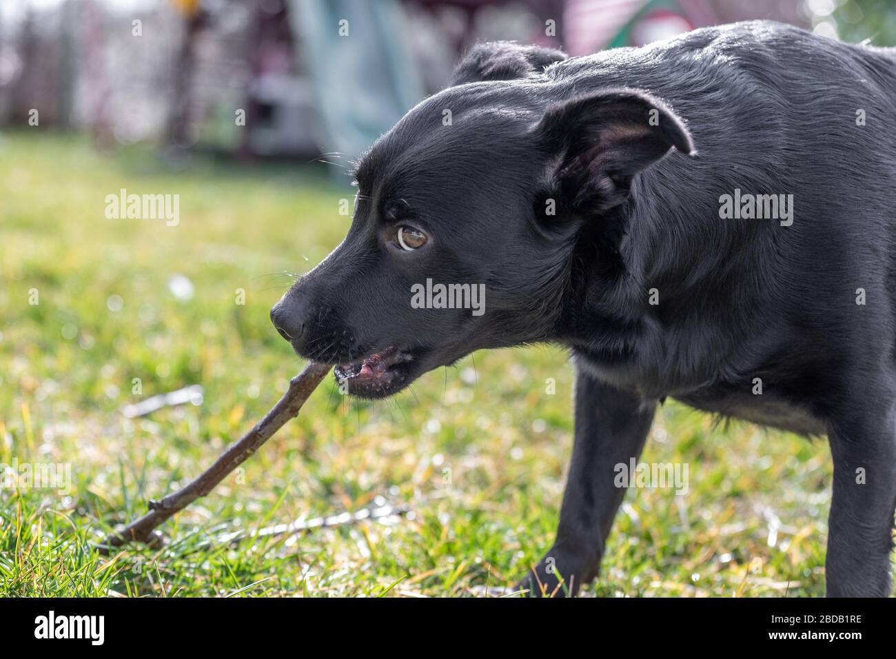 carino cane nero masticare un bastone Foto Stock