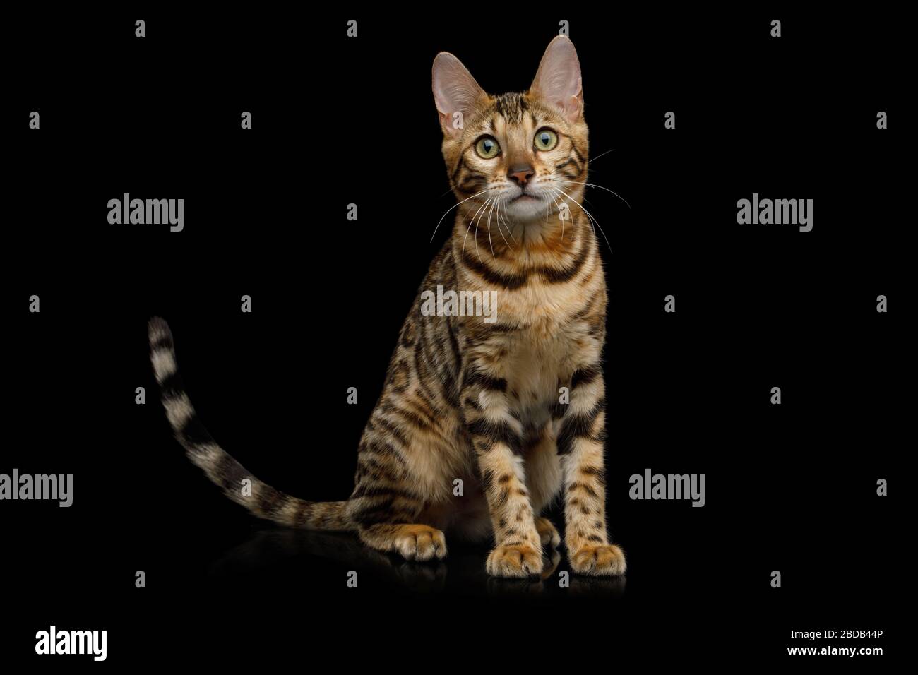 Giocoso gatto del Bengala seduto su sfondo nero isolato, vista frontale Foto Stock