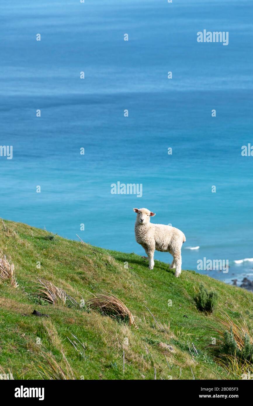 Pecore e agnelli sulla collina sopra l'Oceano Pacifico, Glenburn, Wairarapa, Nuova Zelanda Foto Stock