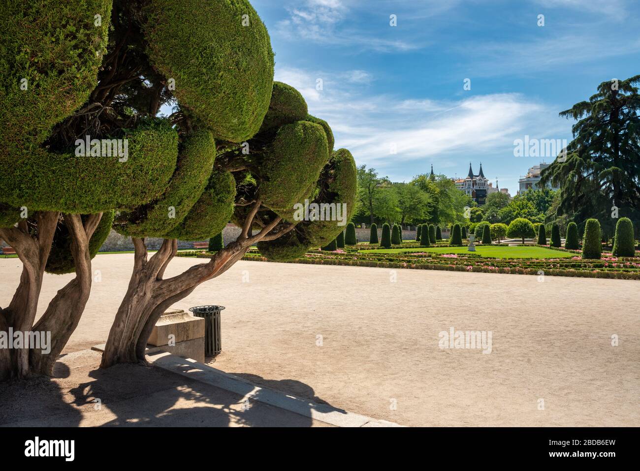 Madrid (Spagna): Alberi di cipresso di forma inusuale nel Parco di Buen Retiro Foto Stock