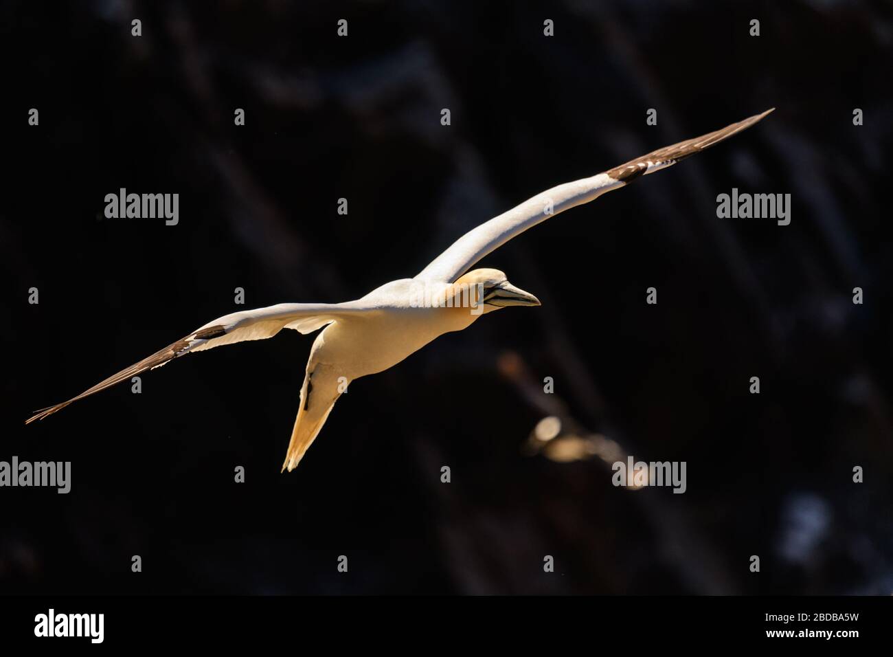 Una gannetta settentrionale in volo, Irlanda Foto Stock