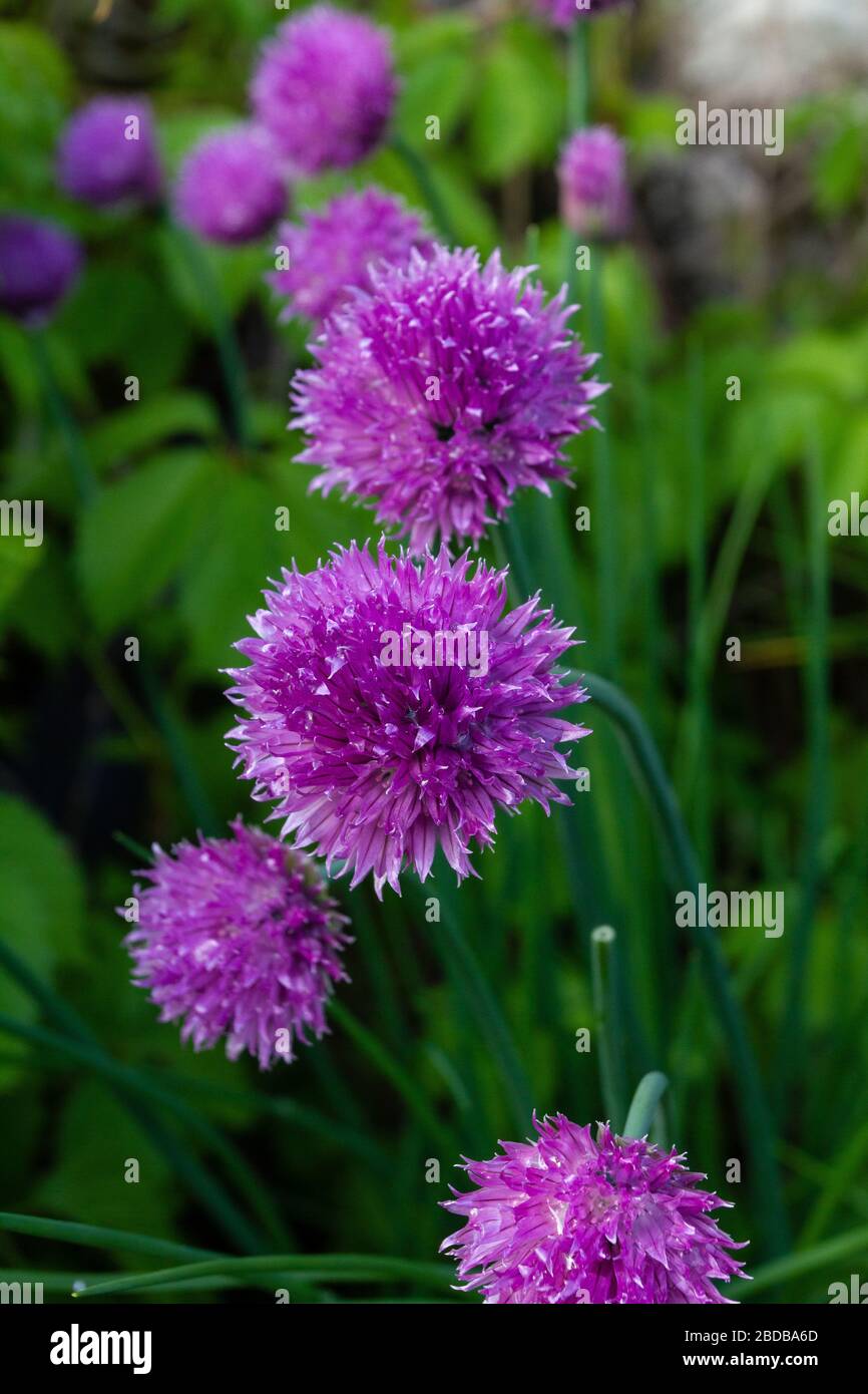 Fiori di erba cipollina Foto Stock