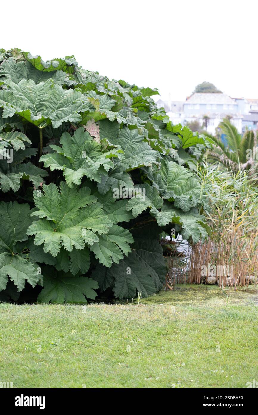 Impianto Gunnera a Falmouth Foto Stock