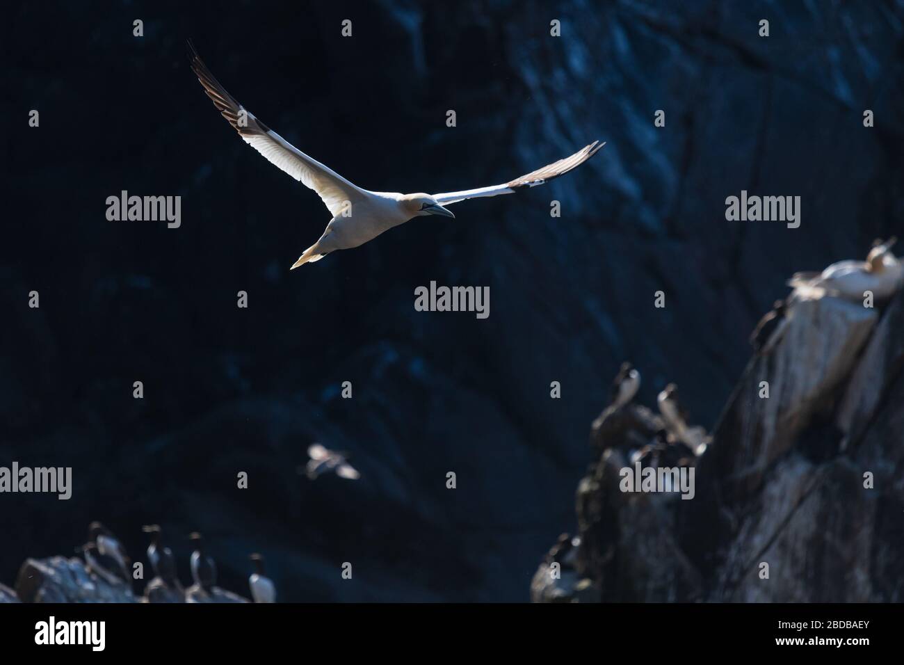 Una gannetta settentrionale in volo, Irlanda Foto Stock