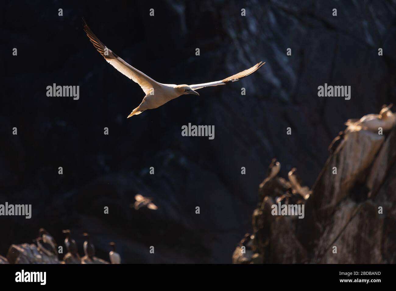 Una gannetta settentrionale in volo, Irlanda Foto Stock