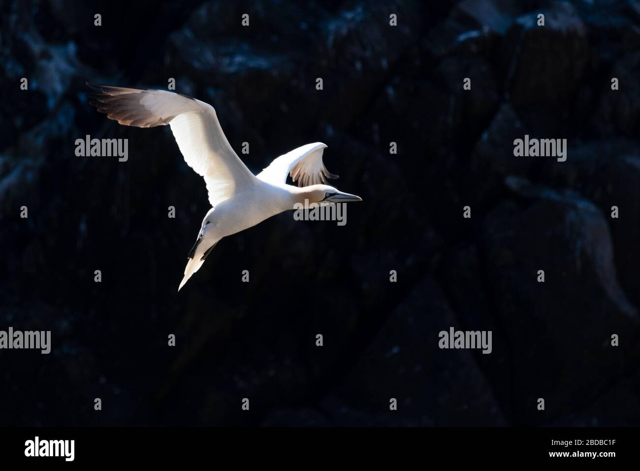 Una gannetta settentrionale in volo, Irlanda Foto Stock