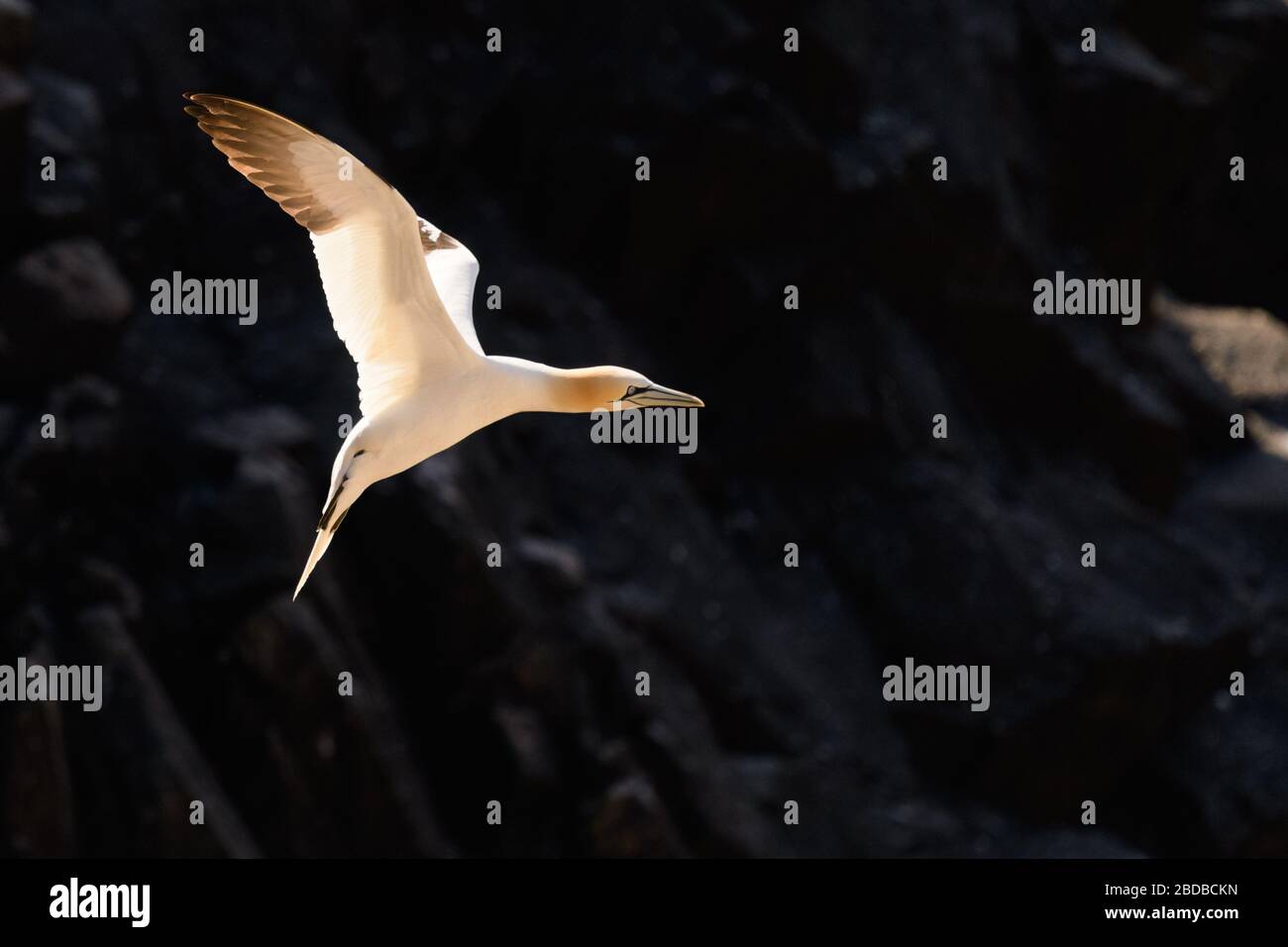 Una gannetta settentrionale in volo, Irlanda Foto Stock