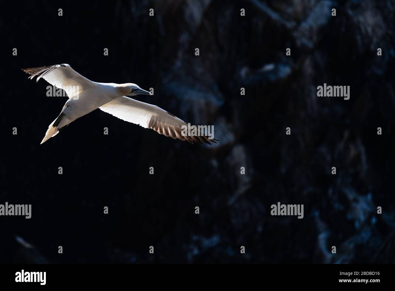 Una gannetta settentrionale in volo, Irlanda Foto Stock