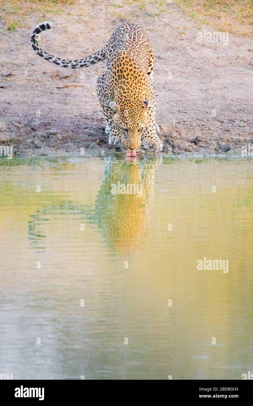 Leopardi bevendo kruger Sud africa Foto Stock