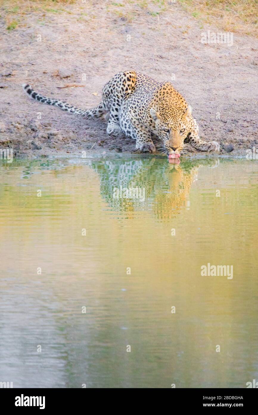 Leopardi bevendo kruger Sud africa Foto Stock