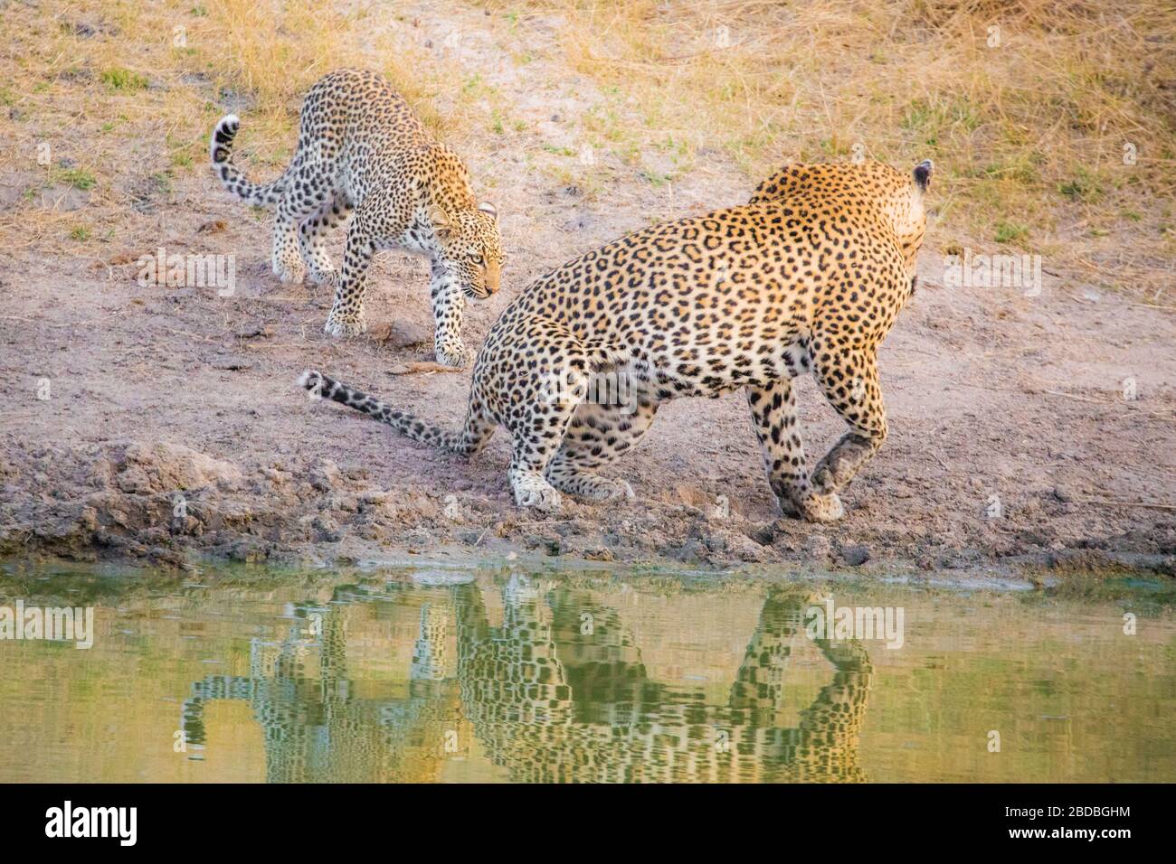 Leopardi bevendo kruger Sud africa Foto Stock