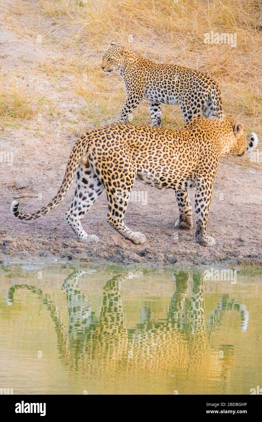 Leopardi bevendo kruger Sud africa Foto Stock