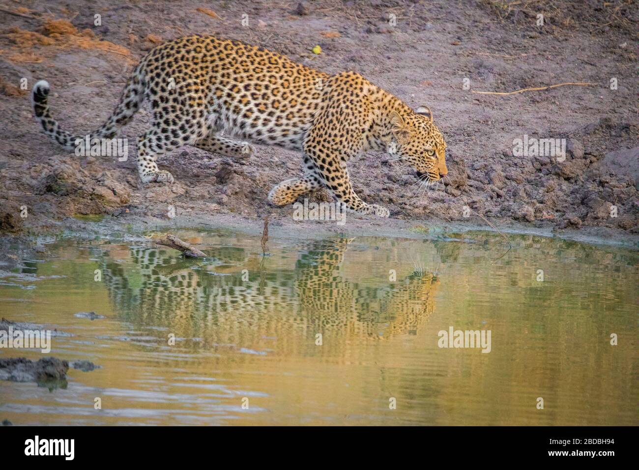 Leopardi bevendo kruger Sud africa Foto Stock