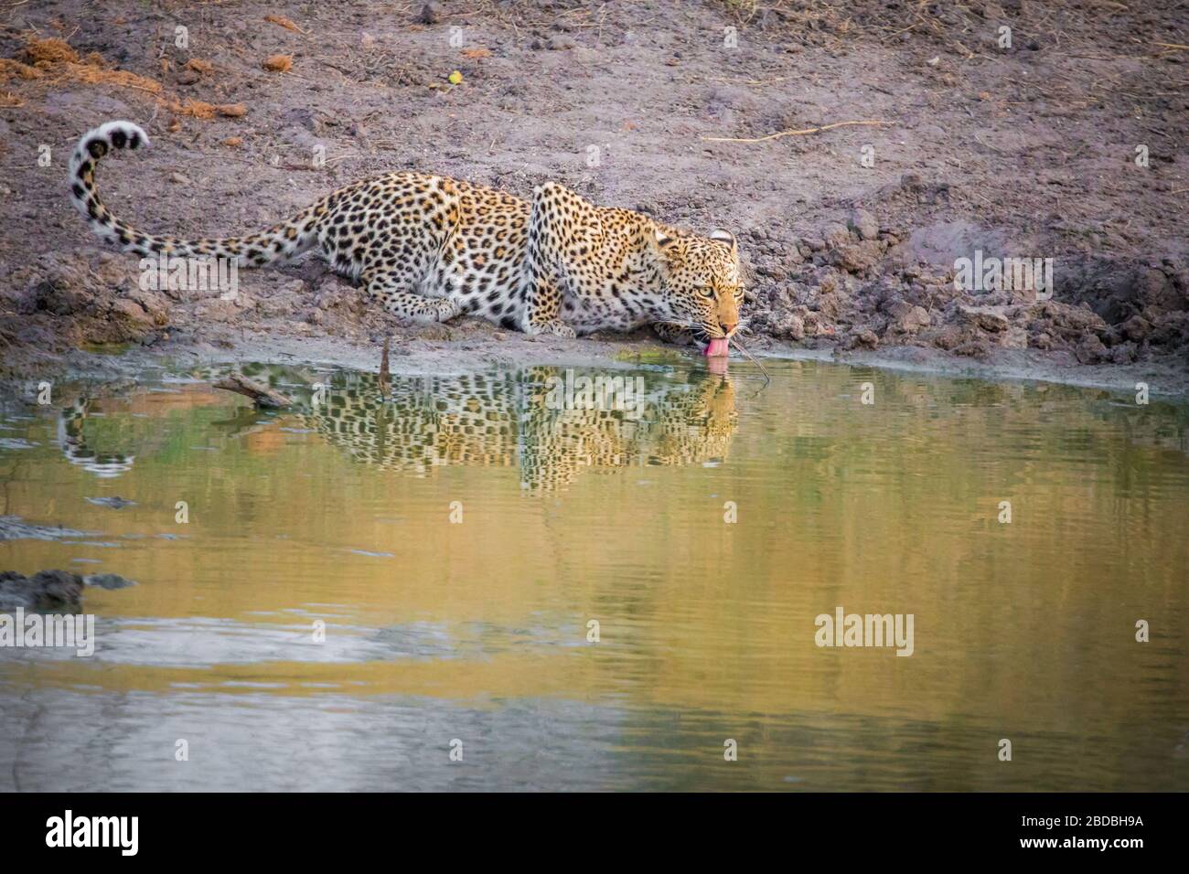 Leopardi bevendo kruger Sud africa Foto Stock