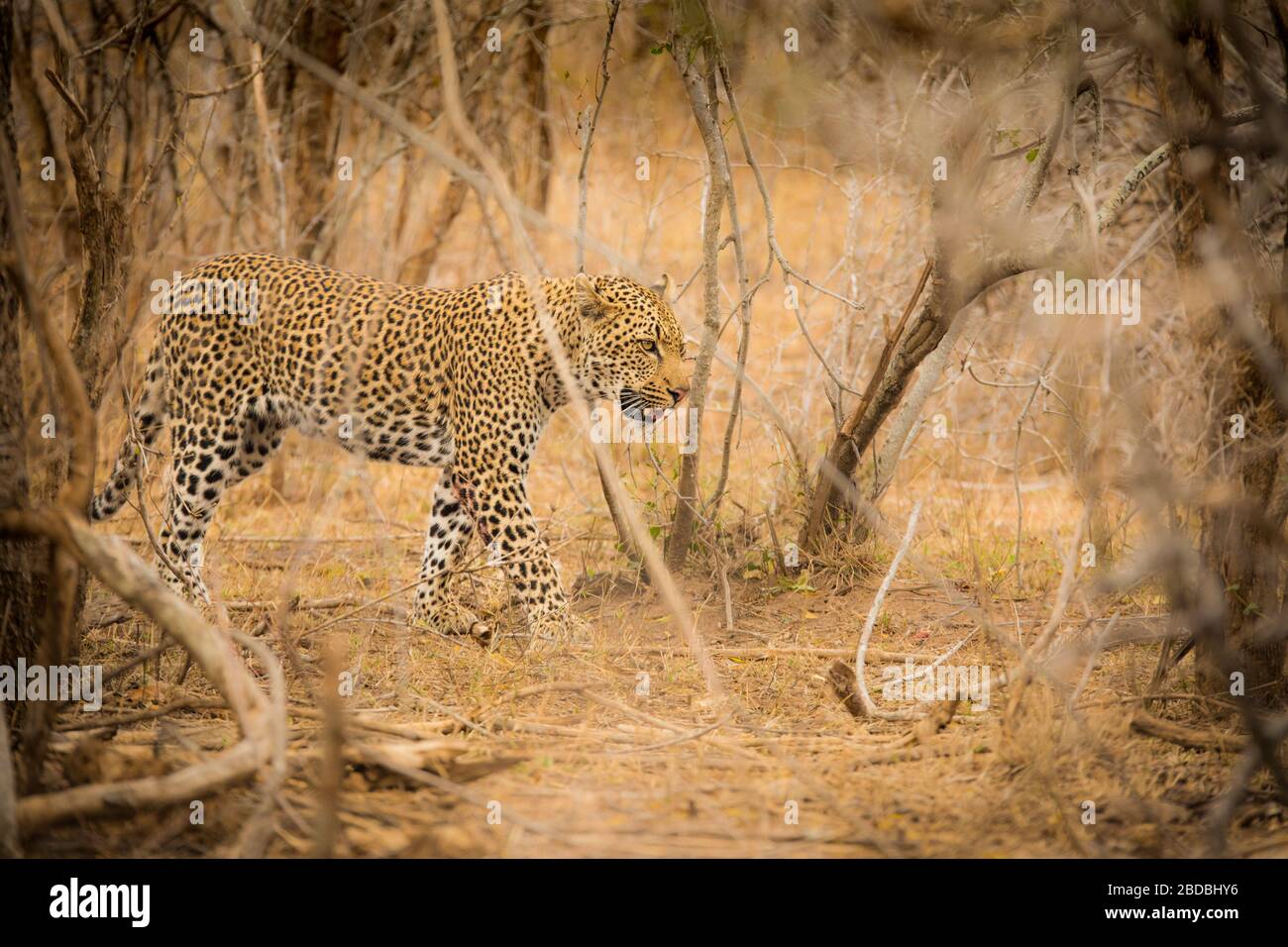 padre e figlio Leopardi Kruger Sud Africa Foto Stock