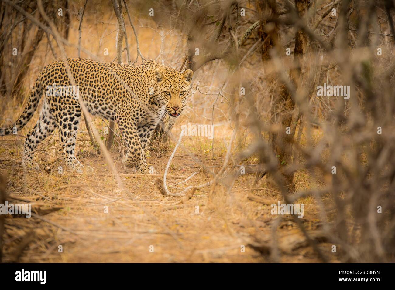 padre e figlio Leopardi Kruger Sud Africa Foto Stock