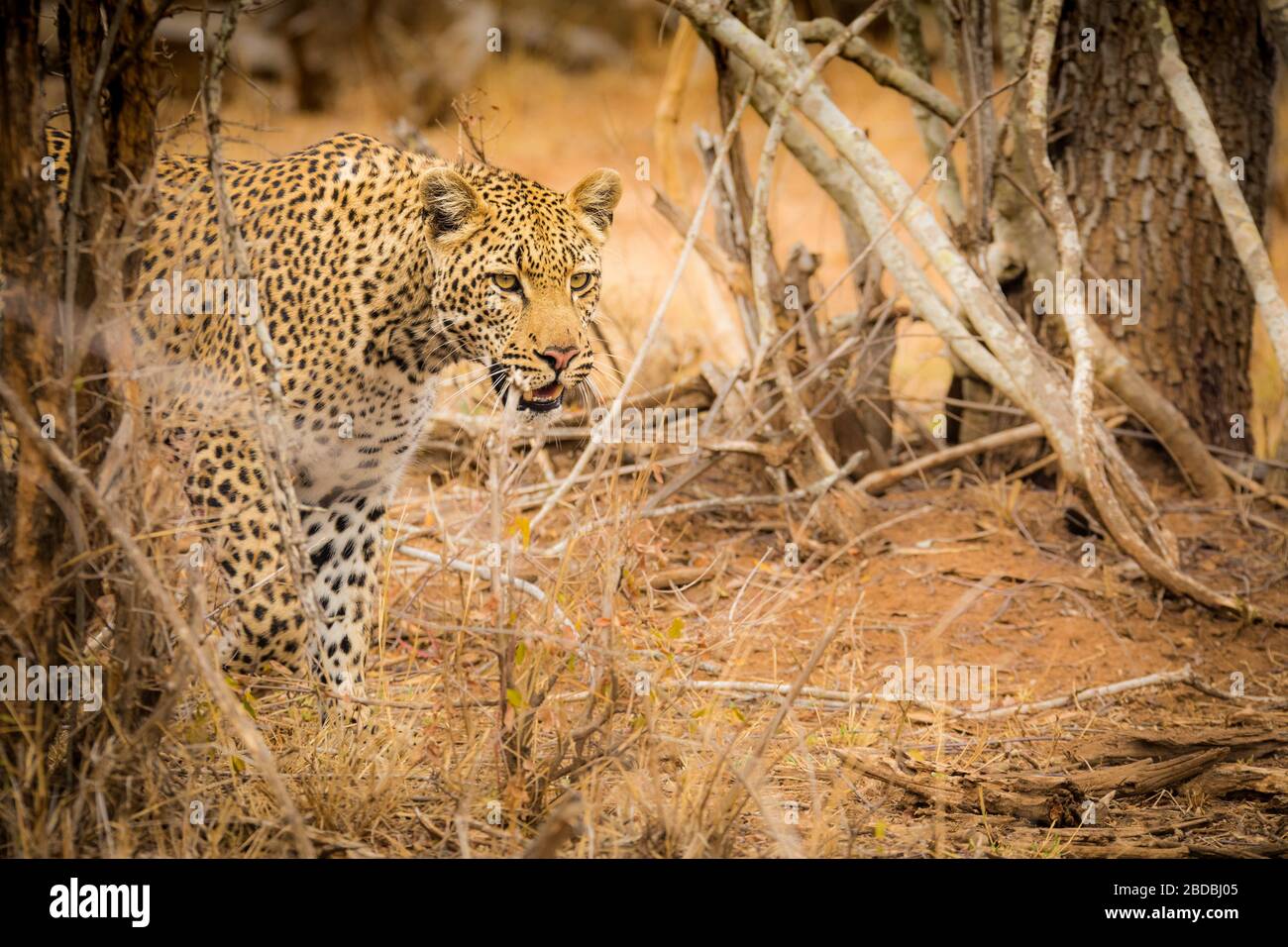 padre e figlio Leopardi Kruger Sud Africa Foto Stock