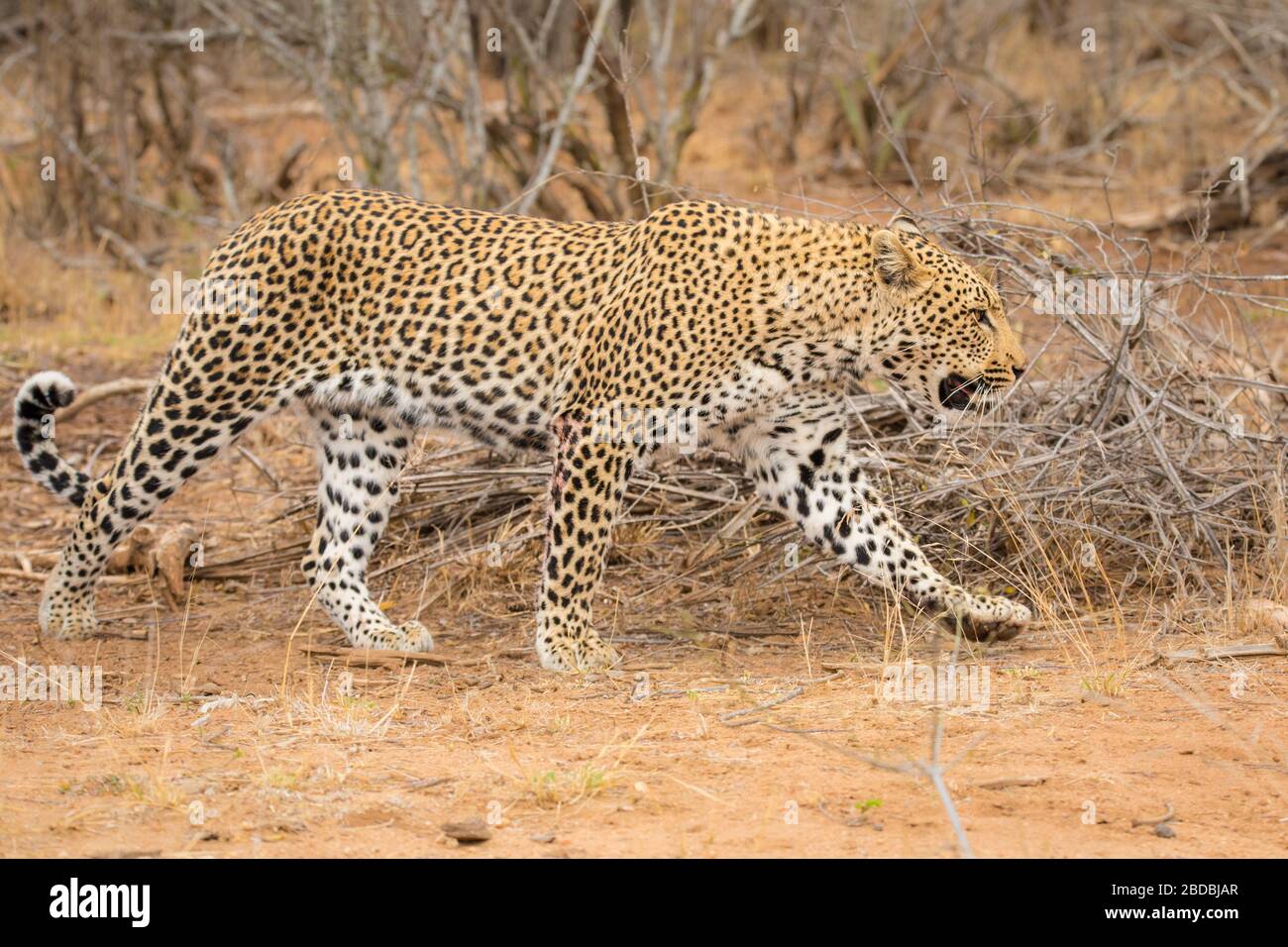 padre e figlio Leopardi Kruger Sud Africa Foto Stock