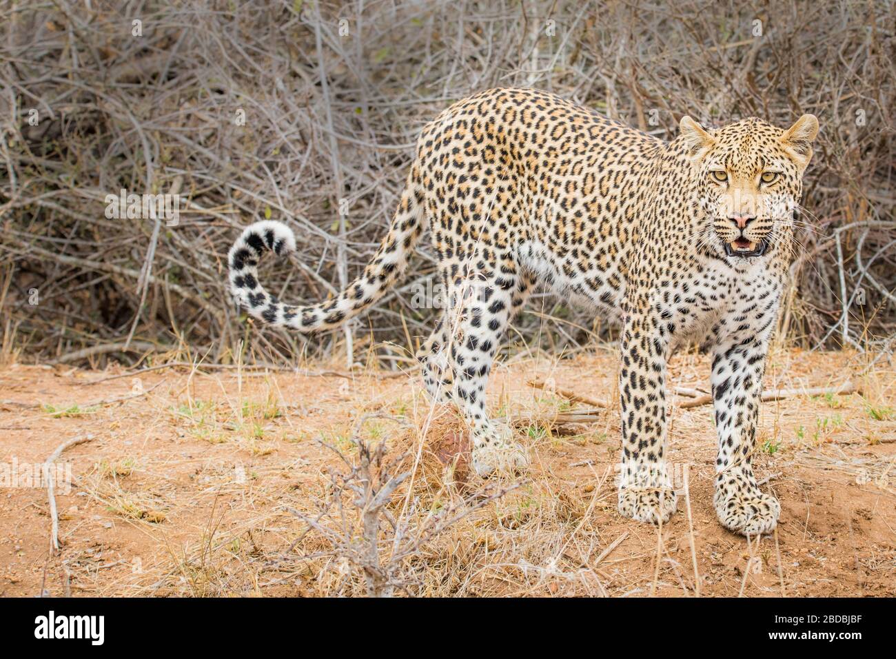 padre e figlio Leopardi Kruger Sud Africa Foto Stock