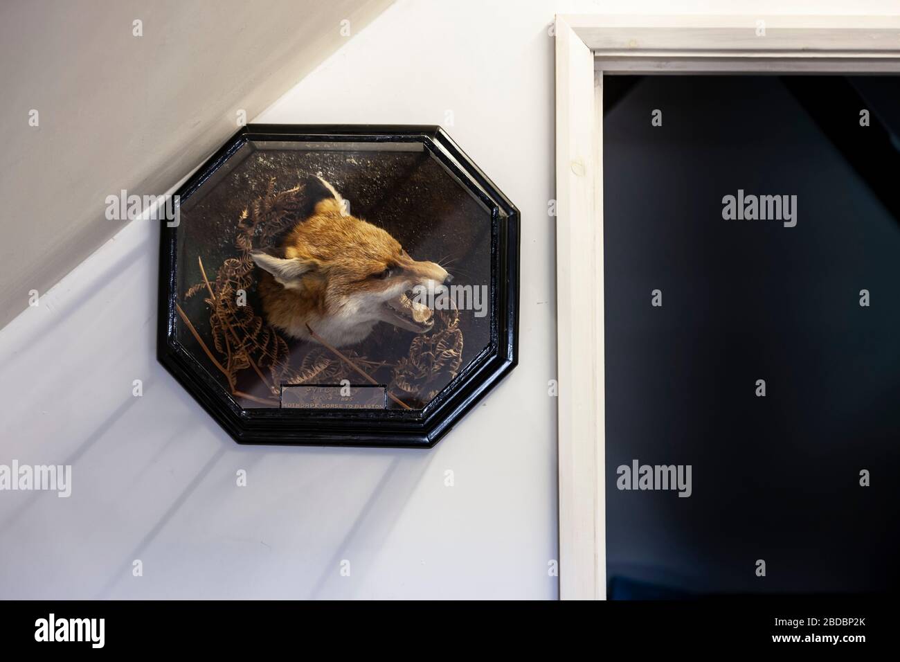 La testa di Fox sul muro dell'ufficio dal 14 dicembre 1895. Caccia di Pytchley, corso di Hothorpe a Blaston. Tassidermist. Rowland Ward Ltd, The Jungle, 166 Piccadilly, L Foto Stock La testa di Fox sul muro dell'ufficio dal 14 dicembre 1895. Caccia di Pytchley, corso di Hothorpe a Blaston. Tassidermist. Rowland Ward Ltd, The Jungle, 166 Piccadilly, L Foto Stock