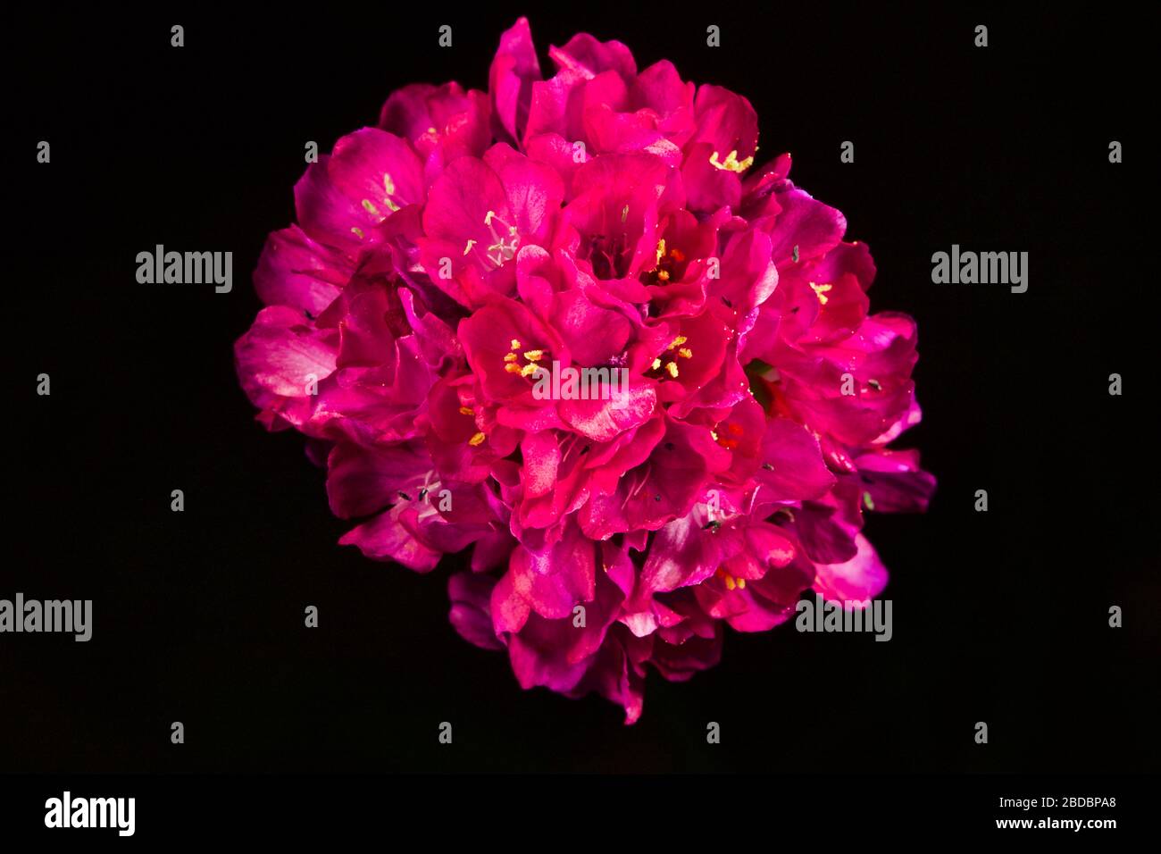 Armeria maritima – ‘SSpade 'Rosa Rosa' Foto Stock