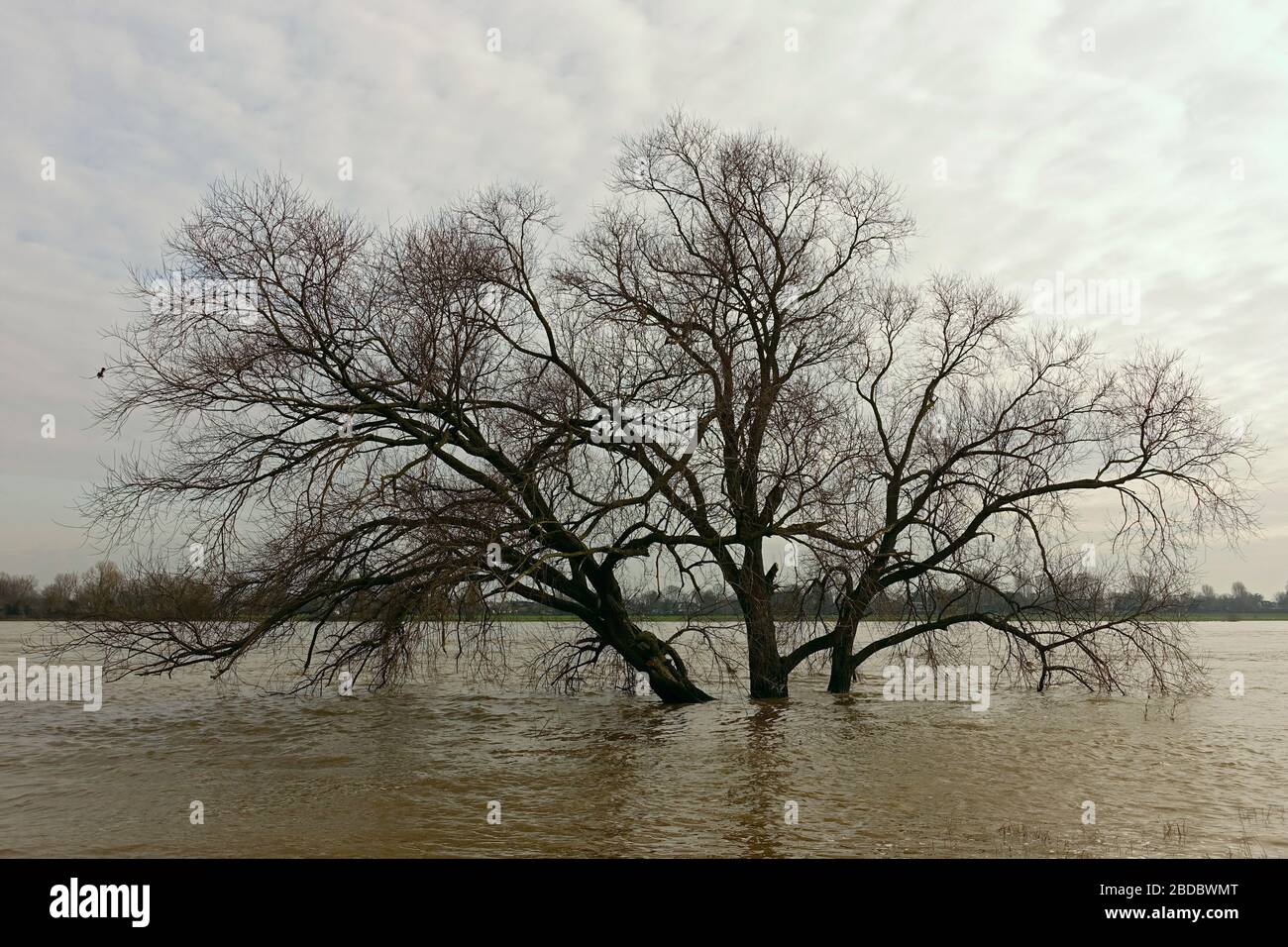 Acqua alta, alta alluvione sul fiume Reno, albero sommerso circondato da alluvione, zona del basso Reno vicino a Colonia e Düsseldorf, febbraio 2020. Foto Stock