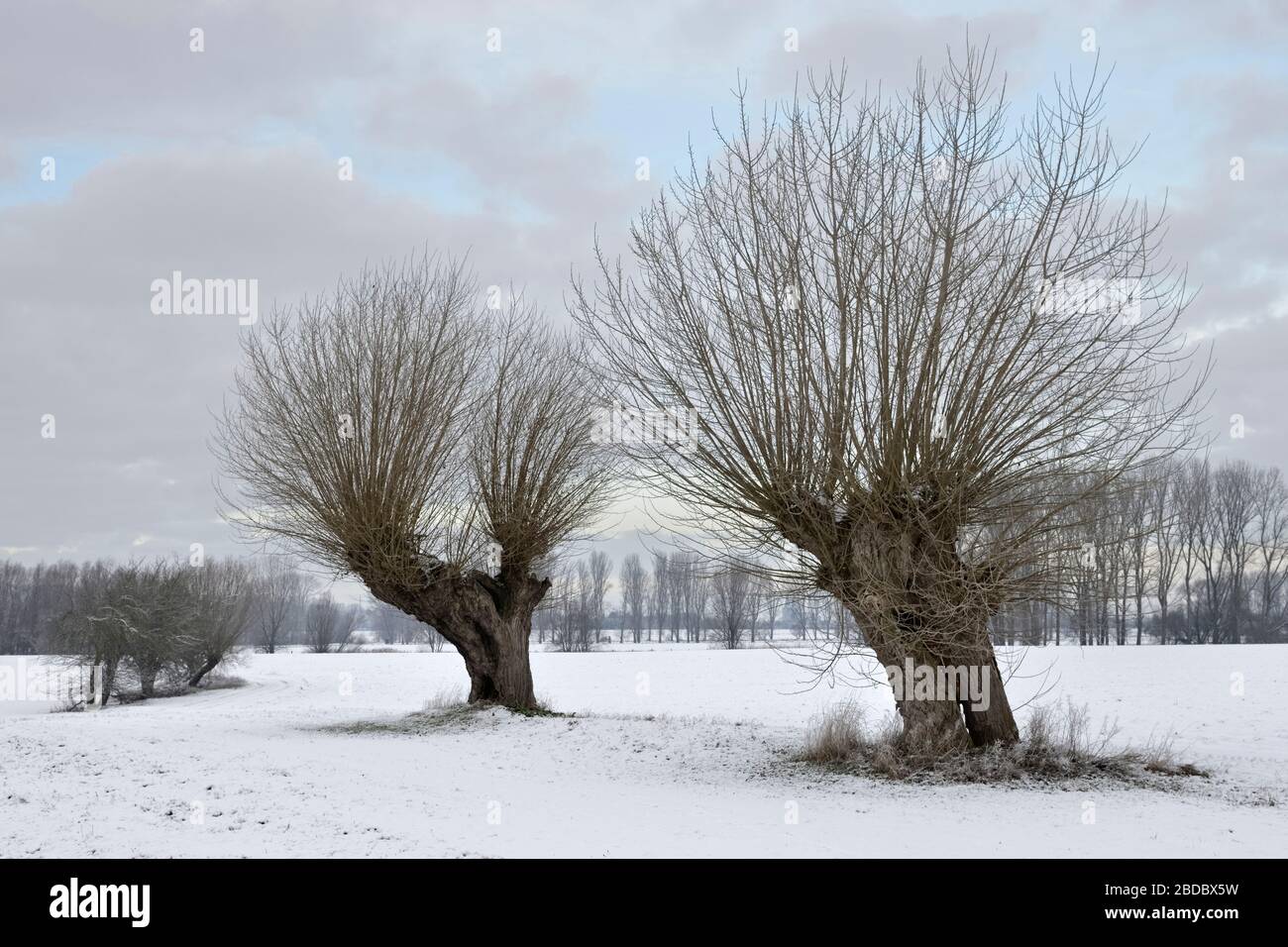 Vecchio pollard salici ( Salix sp. ) Su un gelido inverno mattina su strade coperte di neve terreni agricoli, la regione del Basso Reno, North Rhine Westfalia, Germania. Foto Stock