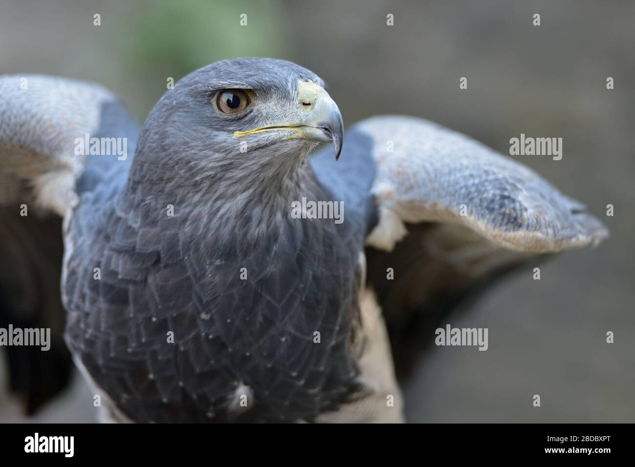 Buzzard-Eagle (Geranoaetus melanoleucus), primo piano, uccello della preda della famiglia dei falchi e delle aquile, Ande, Sud America. Foto Stock