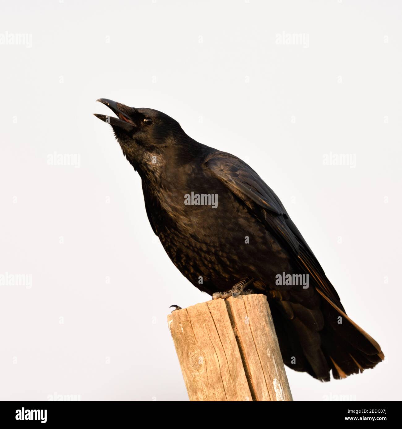 Carrion Crow / Rabenkraehe ( Corvus corone ) in inverno, appollaiato su un palo di recinzione, chiamando, crawing rumorosamente, fauna selvatica, l'Europa. Foto Stock
