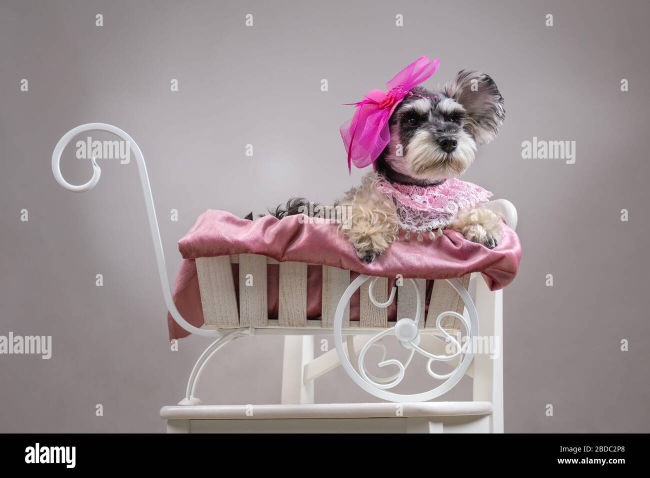 Cane schnauzer in miniatura in un cappello con decorazioni siede in una carrozza giocattolo. Cane nel ruolo di una signora glamour. Vuoto per il progetto di progettazione Foto Stock
