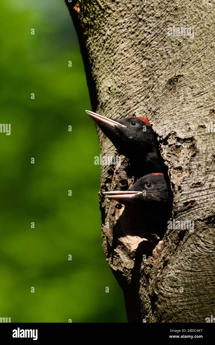 Picchio nero ( Dryocopus martius ) giovani uccelli seduti nel buco del nido, maschio e femmina, guardando fuori dal buco del nido, sperando di cibo, fauna selvatica, Europa Foto Stock