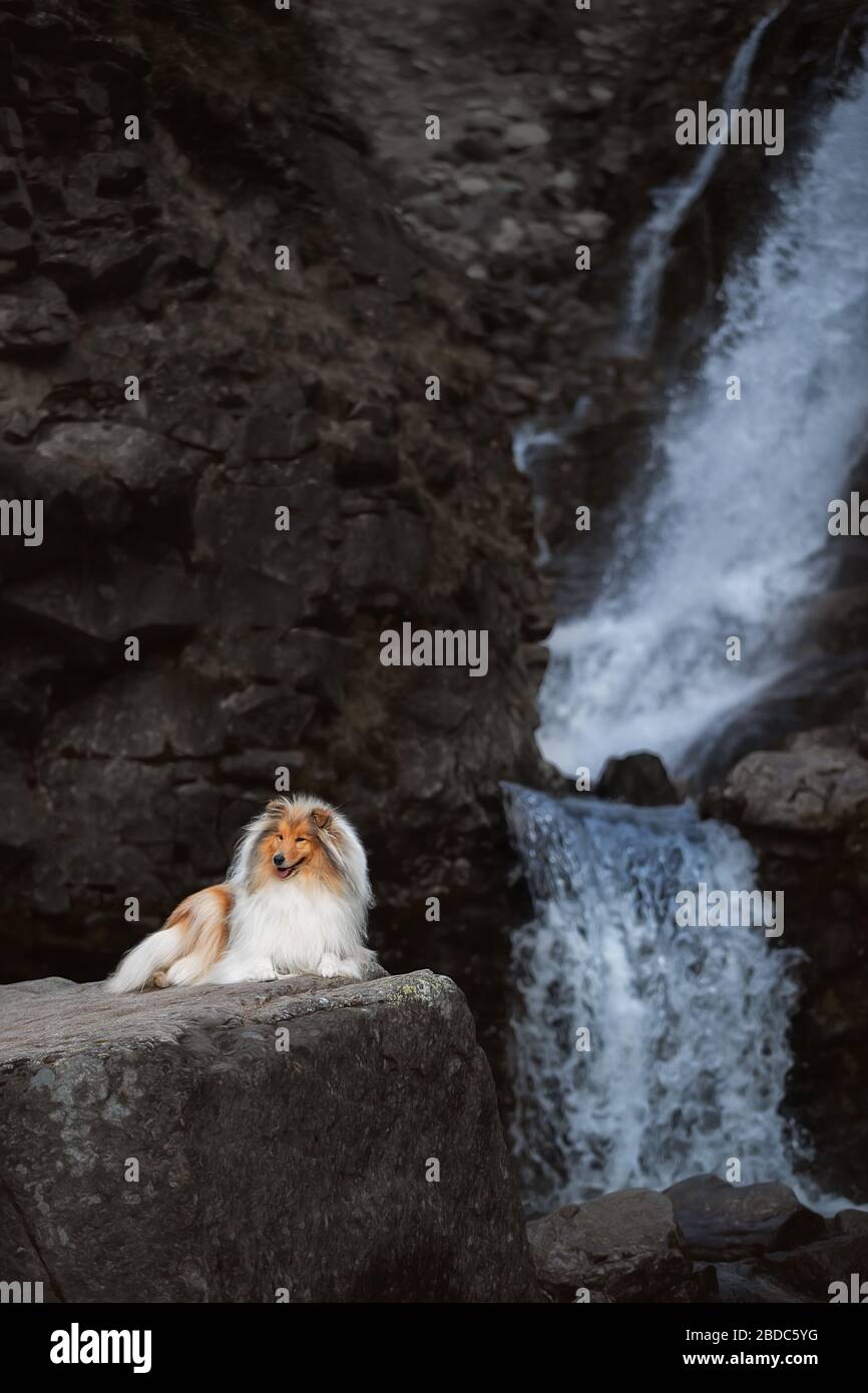 Collie su una roccia alla cascata Foto Stock