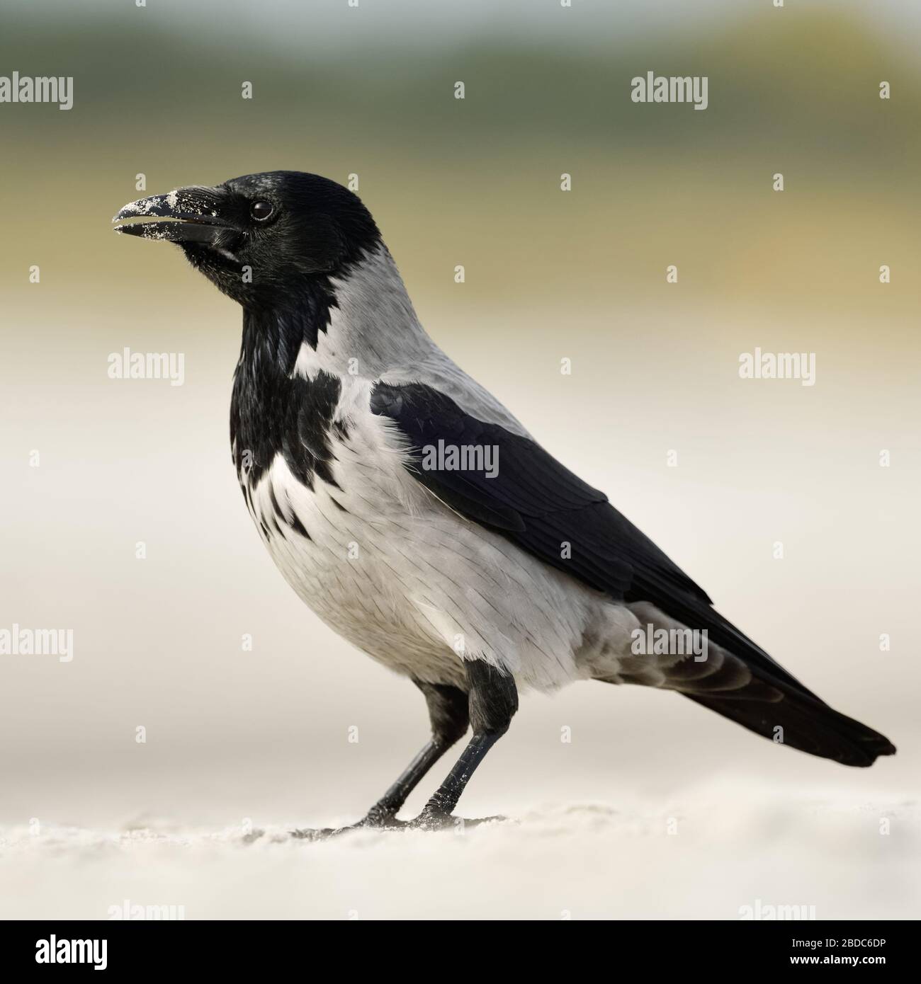 Hoodiecrow ( Corvus cornix ), seduto su di una spiaggia di sabbia, la chiamata, la vista laterale e la fauna selvatica, l'Europa. Foto Stock