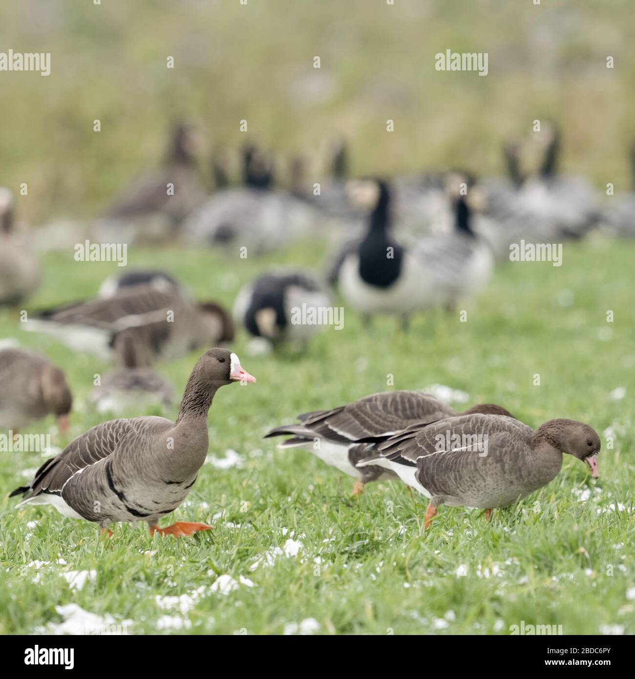 Maggiore bianco-fronteggiata oche / Blaessgaense ( Anser albifrons ) insieme con oche Barncle ( Branta leucopsis ), gregge comune in inverno, alimentazione, wild Foto Stock