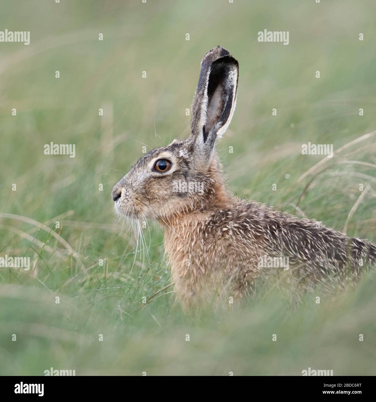 Lepre / Marrone Lepre / Europea Lepre / Feldhase ( Lepus europaeus ) seduti in un prato, guardando attentamente, bella vista laterale, la fauna selvatica, l'Europa. Foto Stock