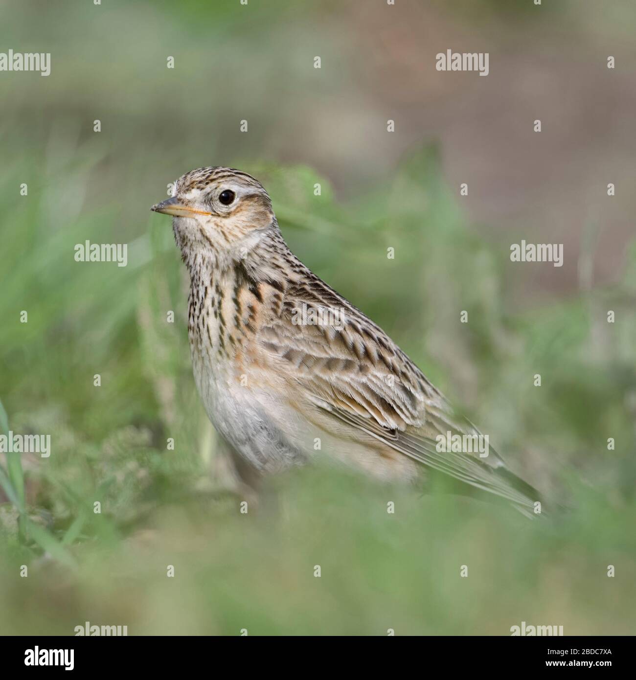 Allodola / Feldlerche ( Alauda arvense ) seduto a terra, nel tipico ambiente circostante, uccello di aprire i terreni agricoli, la fauna selvatica, l'Europa. Foto Stock