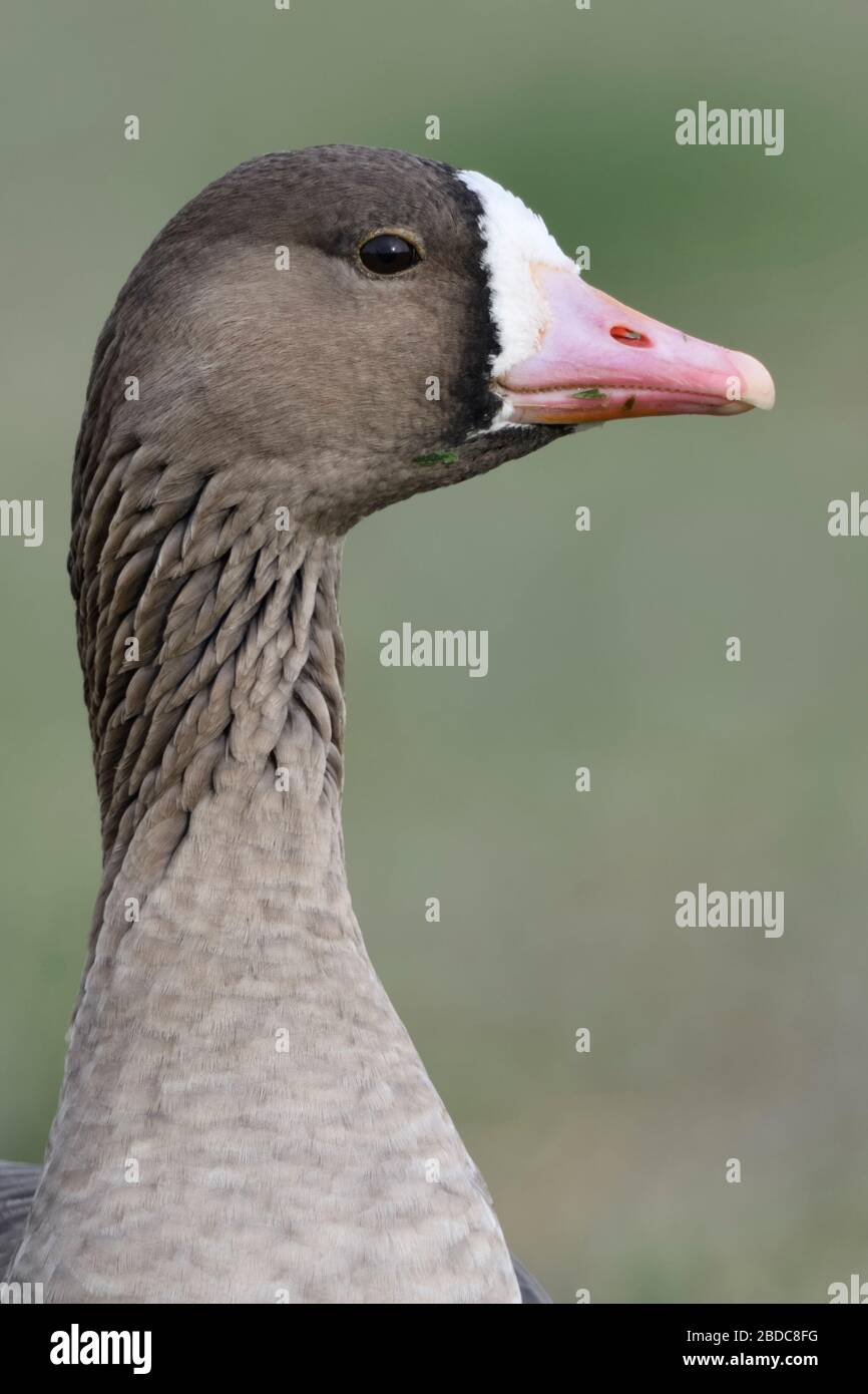 Maggiore bianco-fronteggiata Goose / Blaessgans ( Anser albifrons ) dettagliato close-up, ritratto, headshot, vista frontale, la fauna selvatica, l'Europa. Foto Stock