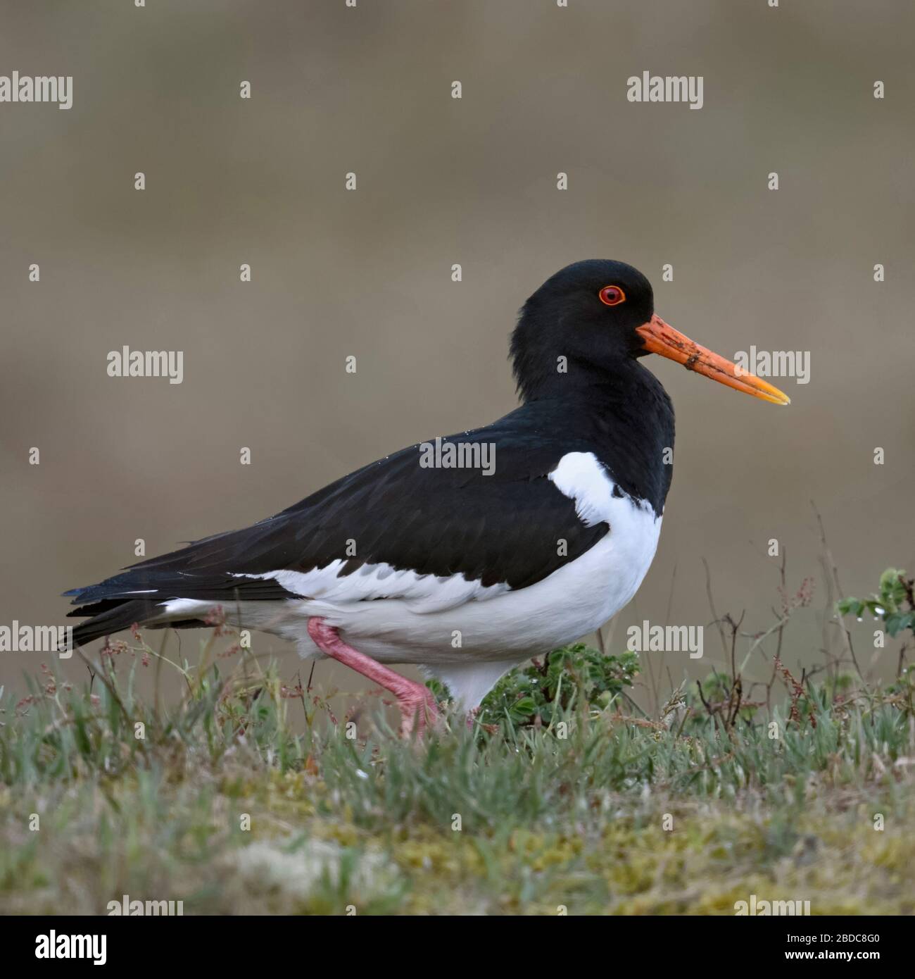 Oystercatcher / Austernfischer ( Haematopus ostralegus ), passeggiate sulla sommità di una piccola collina nelle dune, Nizza e vista laterale dettagliata, la fauna selvatica, E Foto Stock