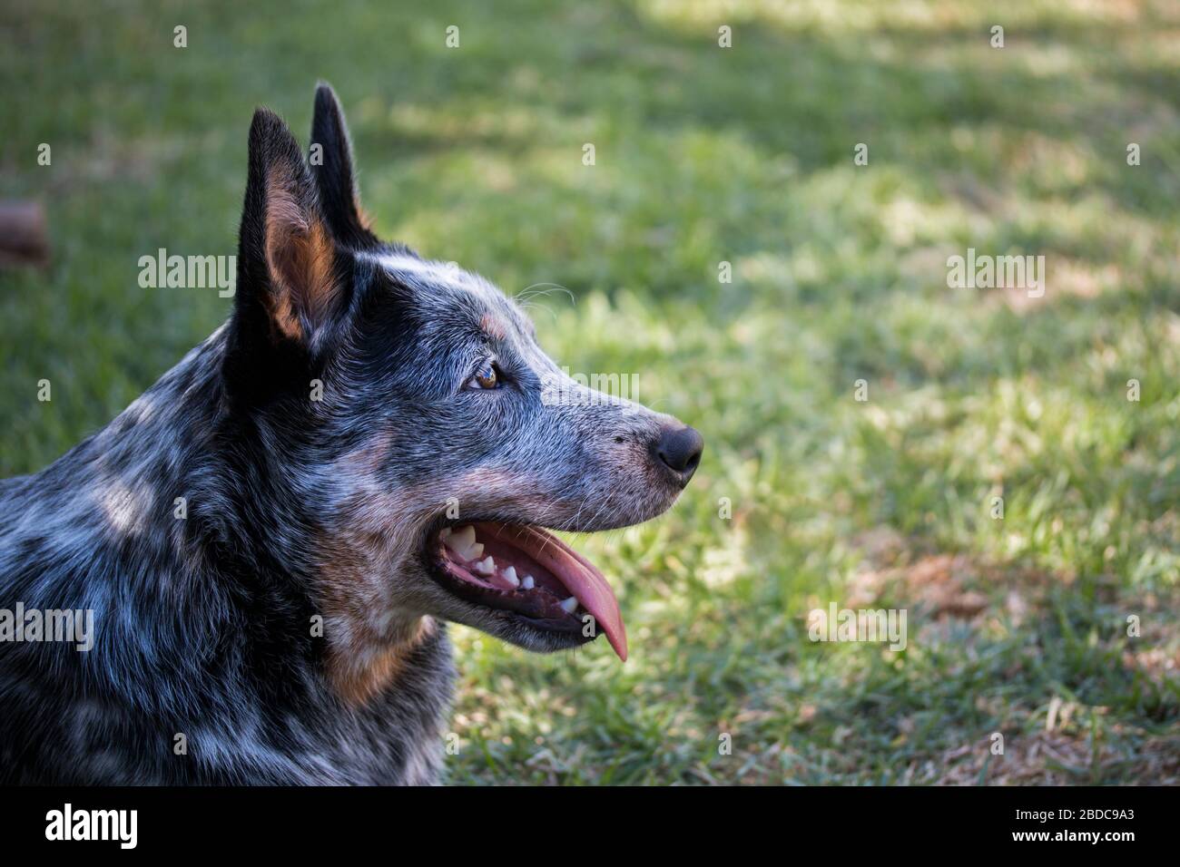 Giovane Austrailian bestiame cane (Blue Heeler) primo piano ritratto del viso con bocca aperta, profilo laterale Foto Stock