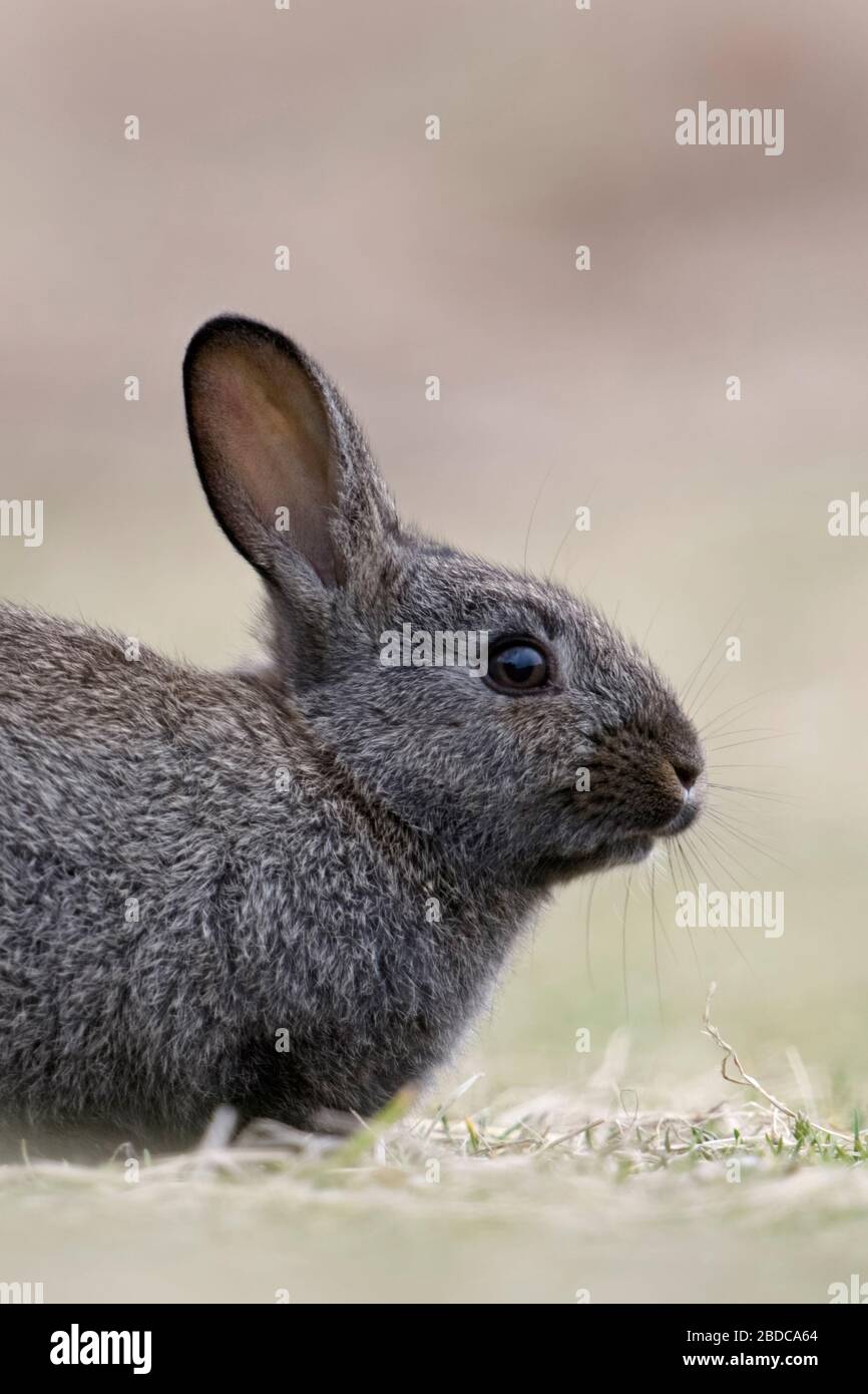 Coniglio selvatico con pelliccia nera immagini e fotografie stock ad alta  risoluzione - Alamy