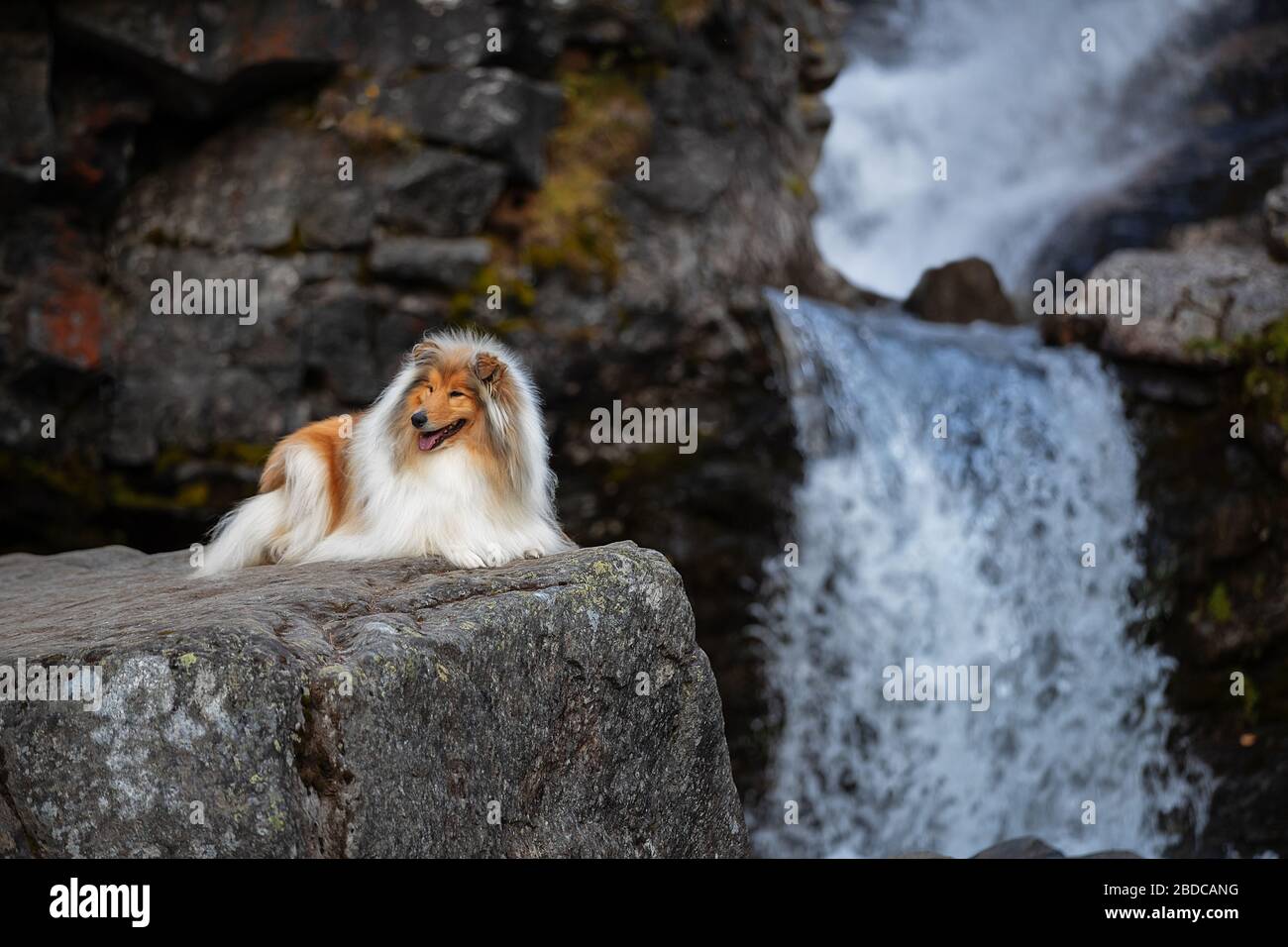 Collie su una roccia alla cascata Foto Stock
