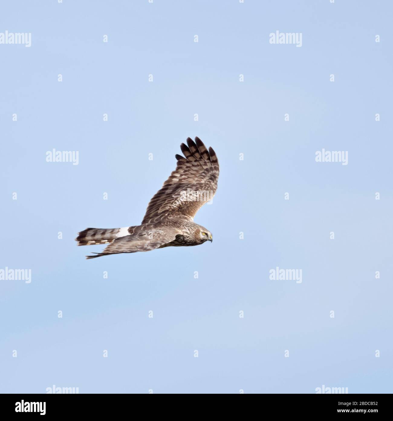 Hen Harrier ( Circus cyaneus ), femmina adulta in volo, vista laterale dettagliata, cielo blu, fauna selvatica, Europa. Foto Stock