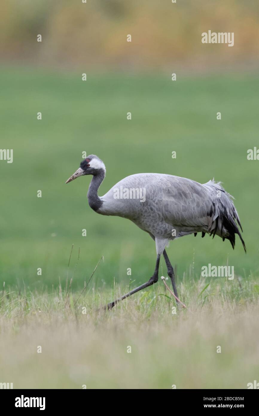 Gru comune ( grus grus ), singolo uccello, passeggiate attraverso prati, un prato, alla ricerca di cibo, la fauna selvatica, l'Europa. Foto Stock