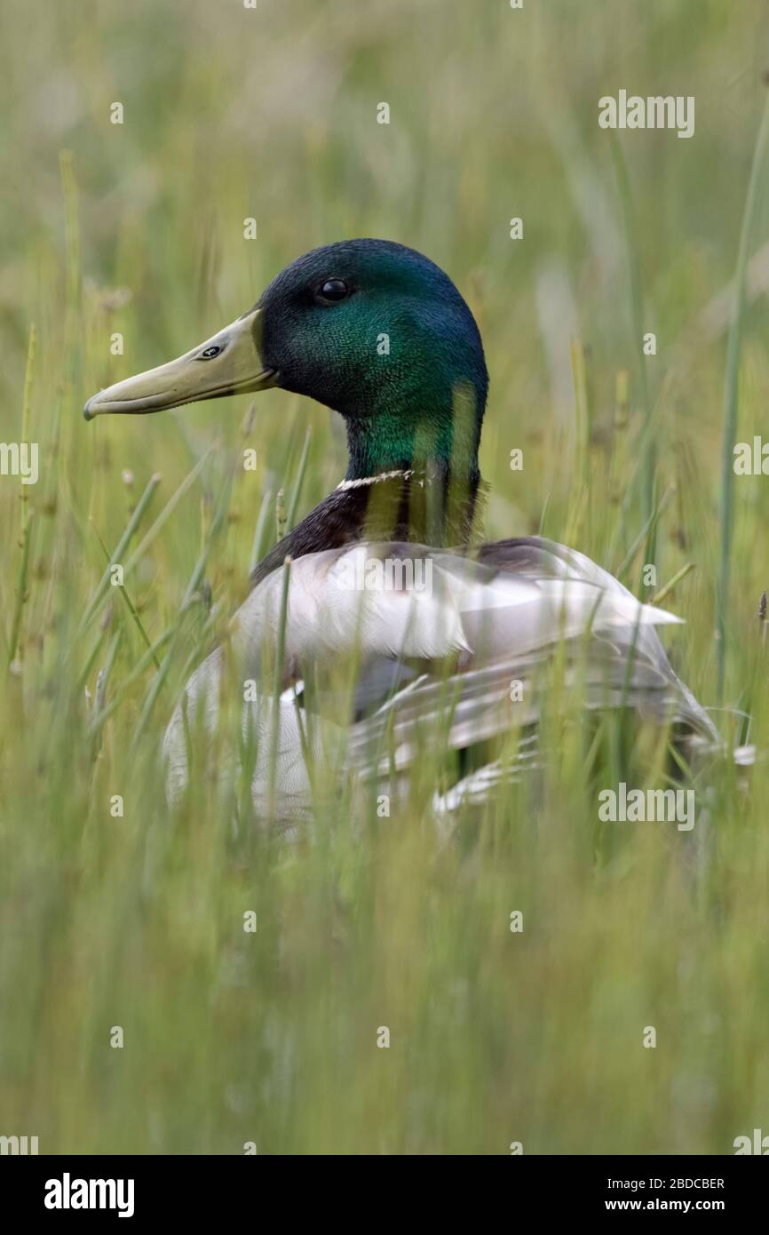 Mallard / anatra selvatica / Stockente ( Anas platyrhynchos ), maschio adulto, in seduta bassa vegetazione naturale, guardando attentamente, fauna selvatica, l'Europa. Foto Stock