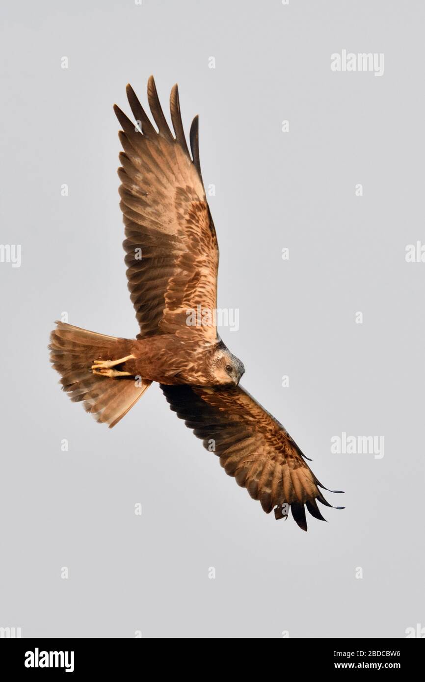 Western Marsh Harrier / Rohrweihe ( Circus aeruginosus ), femmina adulta in volo di caccia, silhouette, apertura alare, vista dal basso verso l'alto, la fauna selvatica, Europa Foto Stock