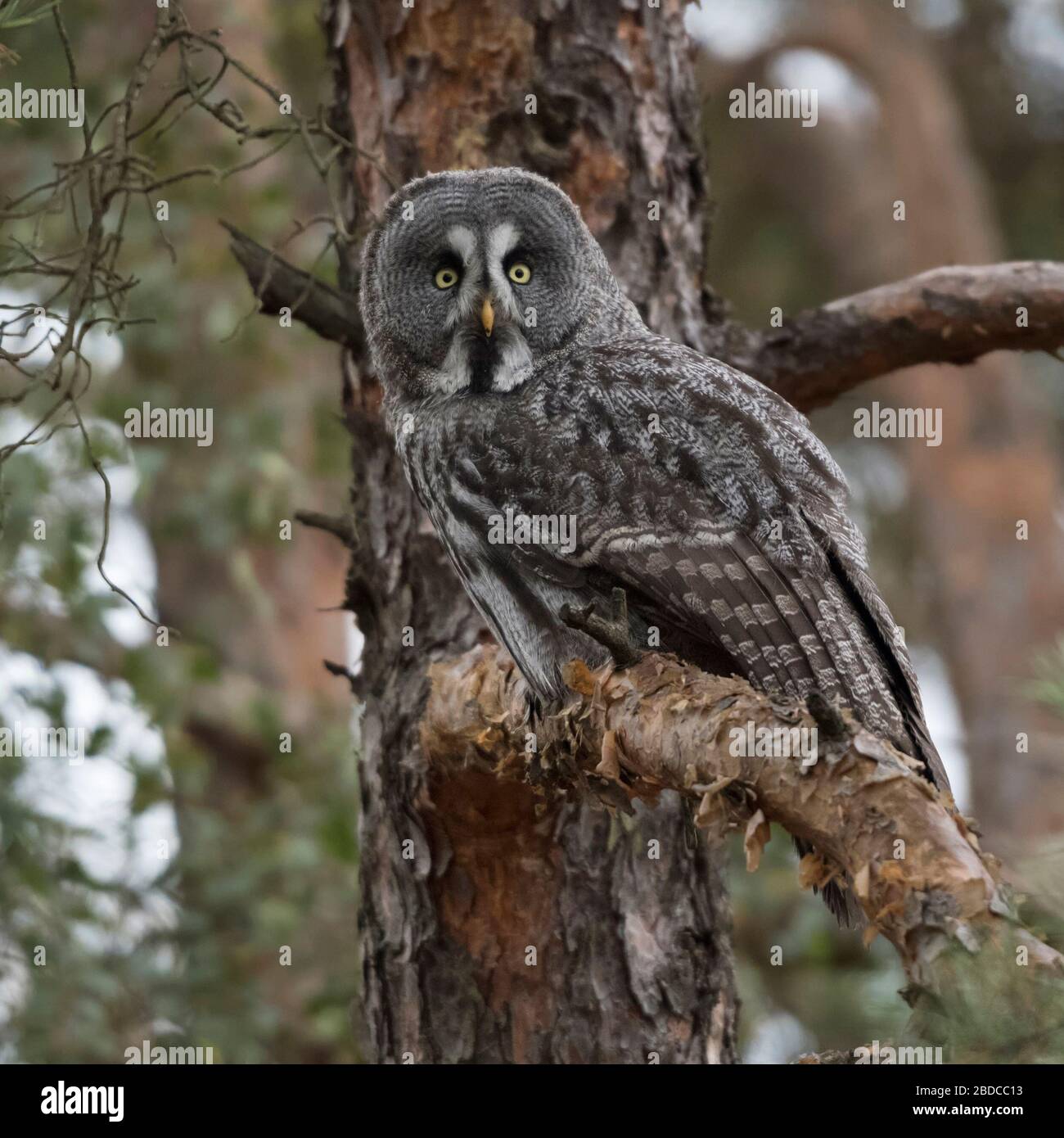 Grande Gufo grigio / Bartkauz ( Strix nebulosa ) appollaiato in un albero di pino, caccia, guardando, ben mimetizzata. Foto Stock