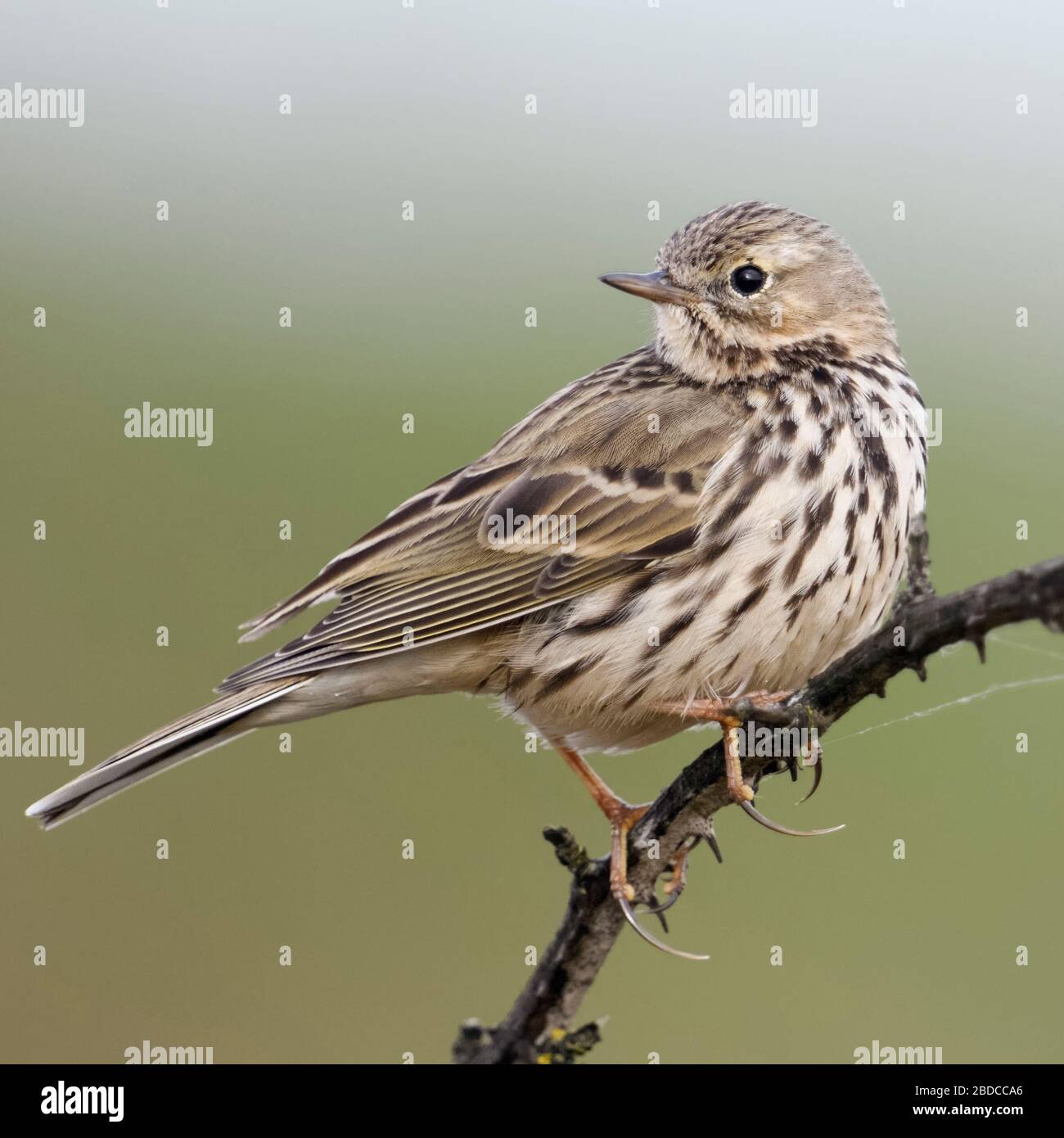 Meadow Pipit / Wiesenpieper ( Anthus pratensis ) elevata arroccato sulla sommità di un viticcio spinosa, guardando indietro sopra la sua spalla, la fauna selvatica, l'Europa. Foto Stock