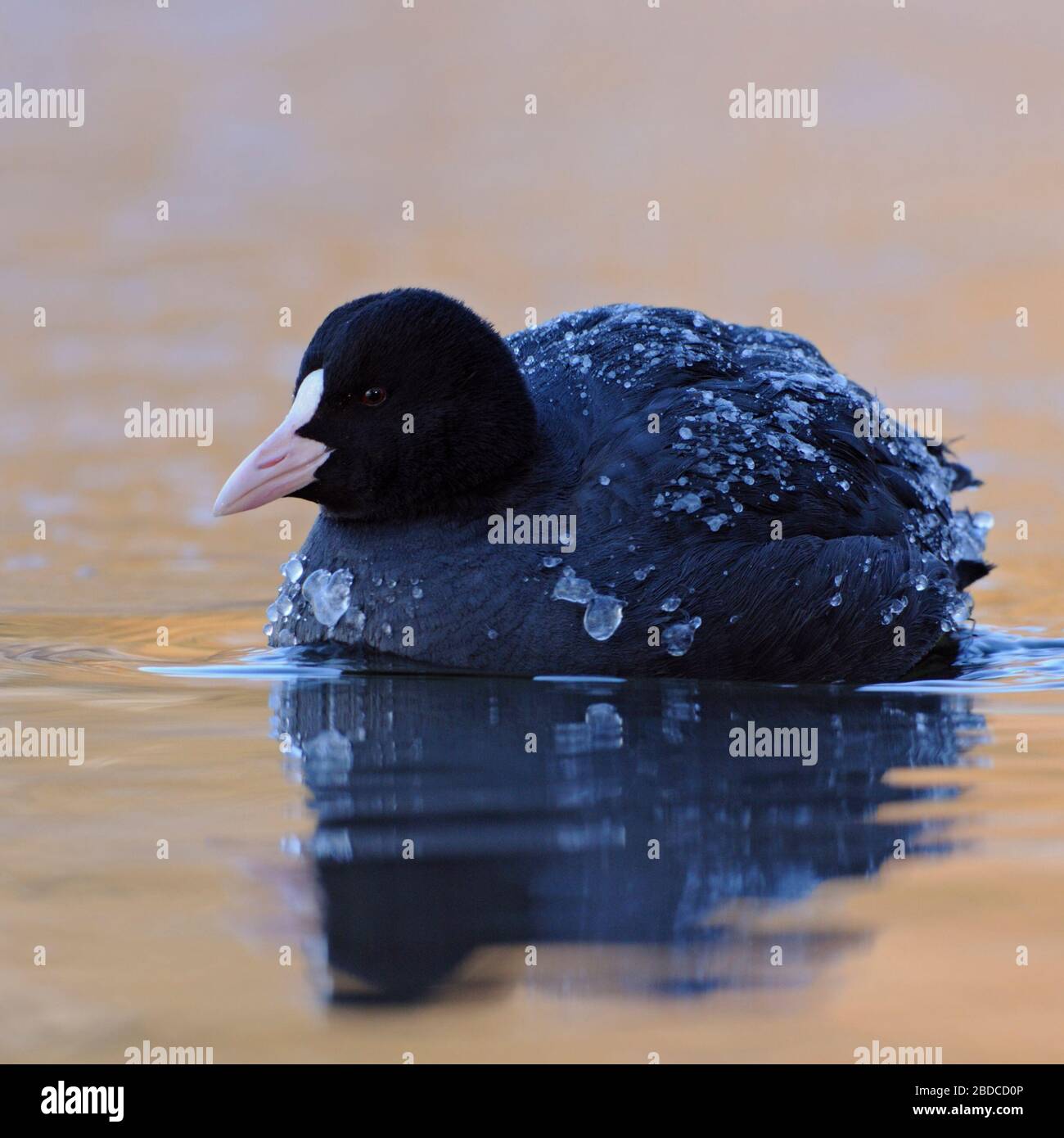 Nero / Folaga Eurasian Coot / Blaessralle ( fulica atra ) con ghiaccio coperto piumaggio nuoto su Nizza acqua colorata, caldo-freddo il contrasto. Foto Stock