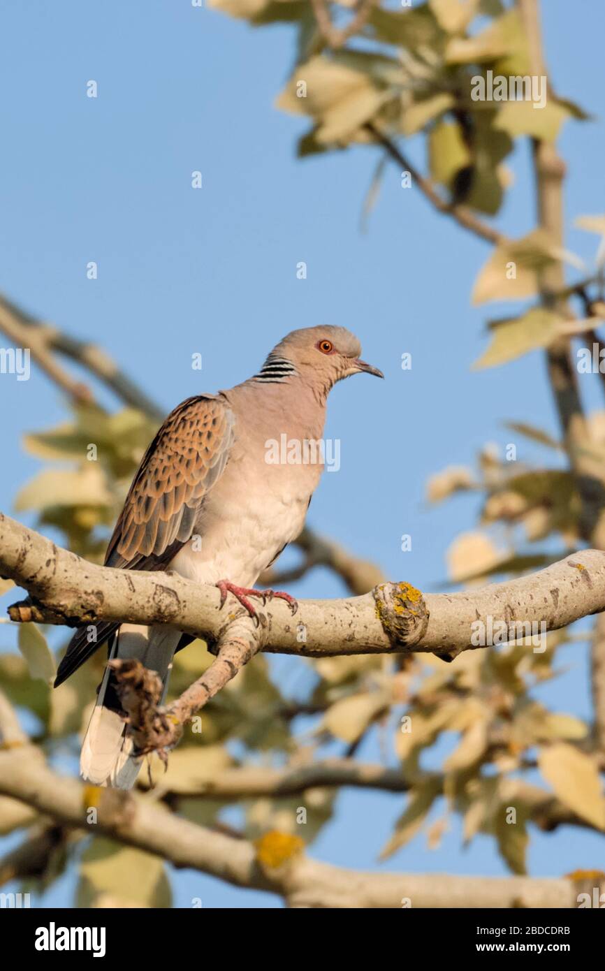 Collare Tortora ( Streptopelia turtur ), uccello adulto, rare e in pericolo di estinzione, Colomba, appollaiato in un albero, in primavera, la fauna selvatica, l'Europa. Foto Stock